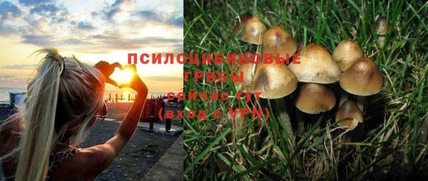 индика Абаза