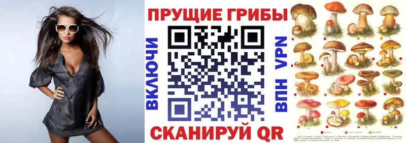 это телеграм  Сясьстрой  Псилоцибиновые грибы Psilocybe 